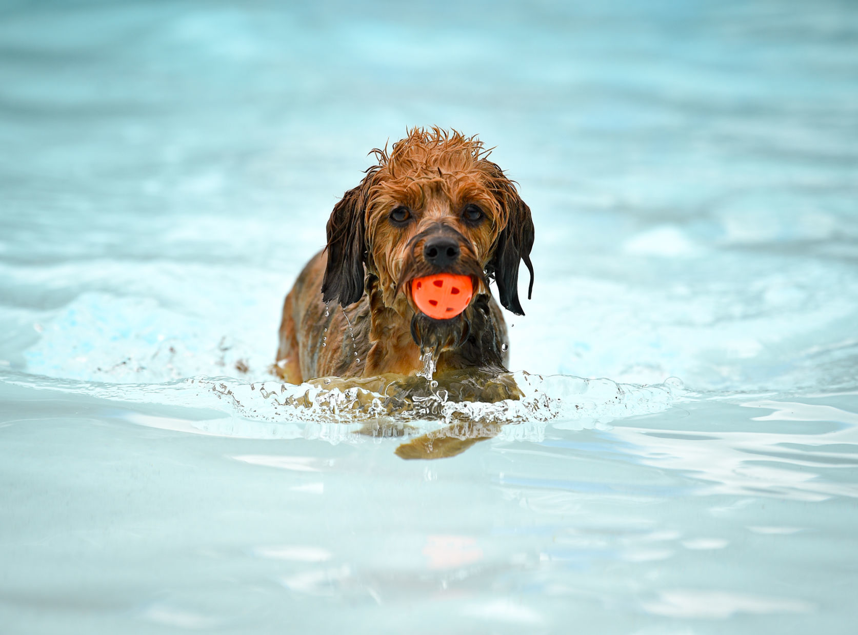 082919-bet-doggysplash-089a.JPG